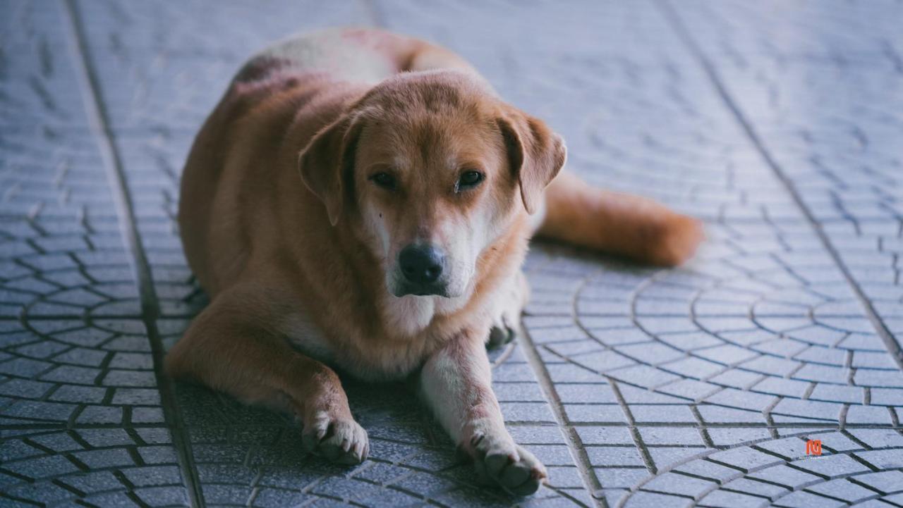 Tam Tinh Vien Homestay Hue Exteriör bild